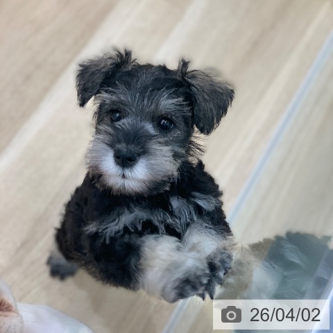 ミニチュア・シュナウザーの写真