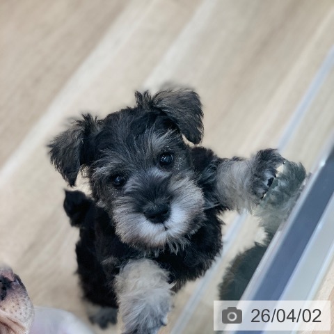 ミニチュア・シュナウザーの写真