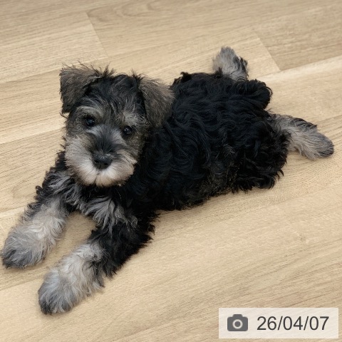 岐阜県のミニチュアシュナウザー (ペットプラス 光ケ丘店/2026年1月24日生まれ/女の子/ソルトペッパー)の子犬の4枚目の画像