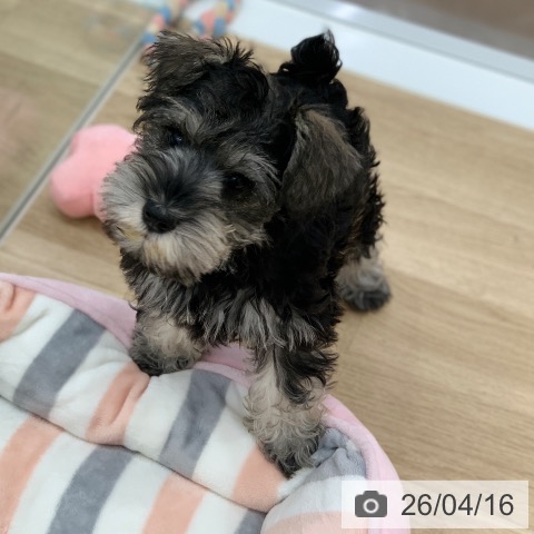 岐阜県のミニチュアシュナウザー (ペットプラス 光ケ丘店/2026年1月24日生まれ/女の子/ソルトペッパー)の子犬の4枚目の画像