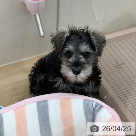 岐阜県のミニチュアシュナウザー (ペットプラス 光ケ丘店/2026年1月24日生まれ/女の子/ソルトペッパー)の子犬の4枚目の画像