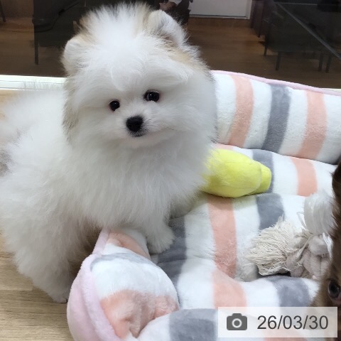 ポメラニアンの写真