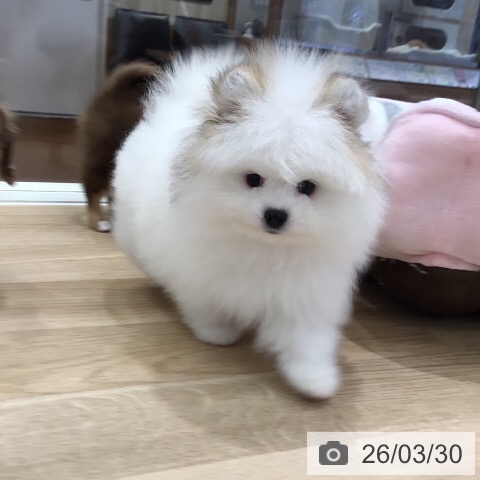 ポメラニアンの写真