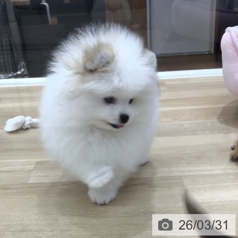 ポメラニアンの写真