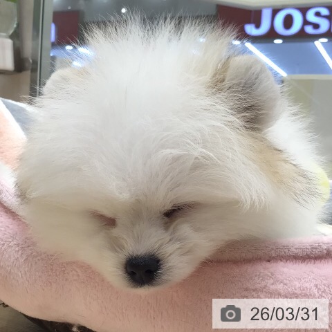 ポメラニアンの写真