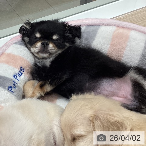 石川県のチワワ(ロング) (ペットプラス 白山店/2026年1月26日生まれ/女の子/ブラックタン)の子犬の4枚目の画像