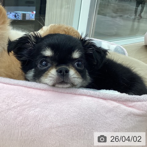 石川県のチワワ(ロング) (ペットプラス 白山店/2026年1月26日生まれ/女の子/ブラックタン)の子犬の3枚目の画像