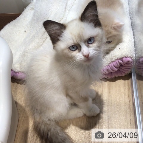 三重県のラグドール (ペットプラス 鈴鹿店/2026年1月16日生まれ/女の子/シールポイントバイカラー)の子猫の4枚目の画像