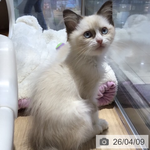 三重県のラグドール (ペットプラス 鈴鹿店/2026年1月16日生まれ/女の子/シールポイントバイカラー)の子猫の3枚目の画像