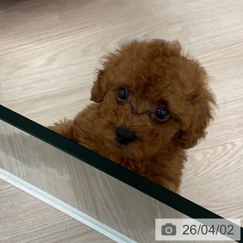 福井県のトイプードル(トイ) (ペットプラス 福井店/2026年1月26日生まれ/男の子/レッド)の子犬の4枚目の画像