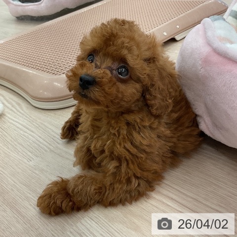 福井県のトイプードル(トイ) (ペットプラス 福井店/2026年1月26日生まれ/男の子/レッド)の子犬の3枚目の画像