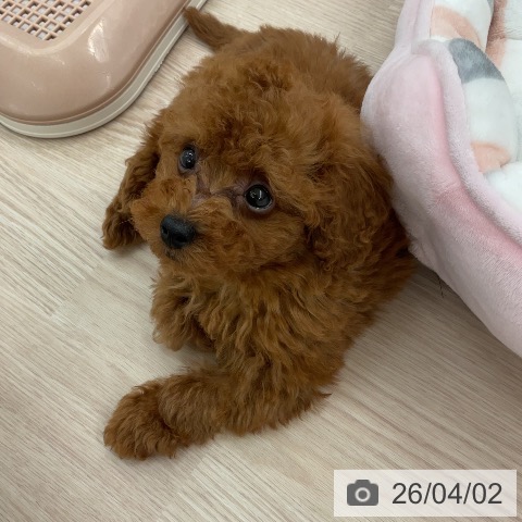 福井県のトイプードル(トイ) (ペットプラス 福井店/2026年1月26日生まれ/男の子/レッド)の子犬の3枚目の画像
