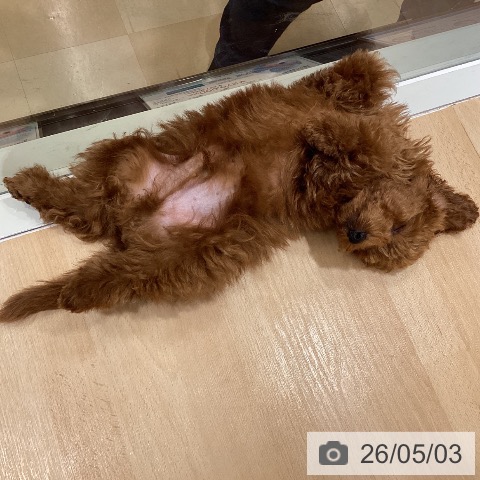石川県のトイプードル(トイ) (ペットプラス 新小松店/2026年1月26日生まれ/男の子/レッド)の子犬の4枚目の画像