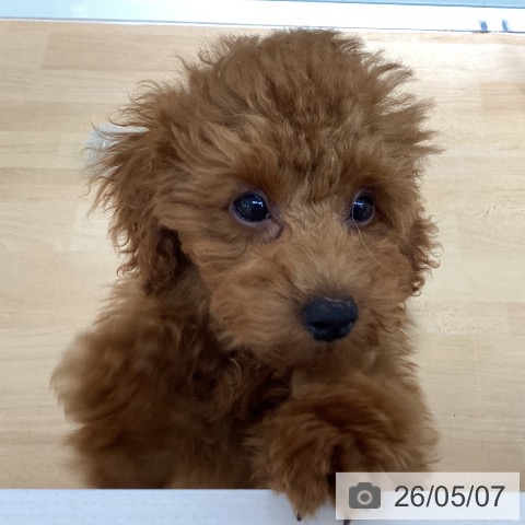石川県のトイプードル(トイ) (ペットプラス 新小松店/2026年1月26日生まれ/男の子/レッド)の子犬の3枚目の画像