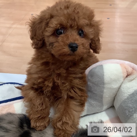 愛知県のトイプードル(トイ) (ペットプラス 名古屋茶屋店/2026年1月26日生まれ/女の子/レッド)の子犬の4枚目の画像