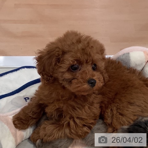 愛知県のトイプードル(トイ) (ペットプラス 名古屋茶屋店/2026年1月26日生まれ/女の子/レッド)の子犬の3枚目の画像