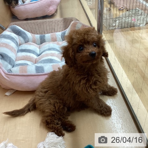 トイ・プードルの写真