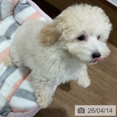 愛知県のトイプードル(トイ) (ペッツワン 東海店/2026年1月27日生まれ/男の子/クリーム)の子犬の4枚目の画像