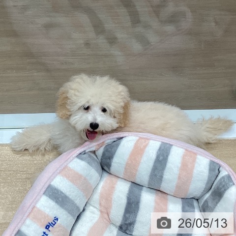 愛知県のトイプードル(トイ) (ペットプラス 東浦店/2026年1月27日生まれ/男の子/クリーム)の子犬の3枚目の画像