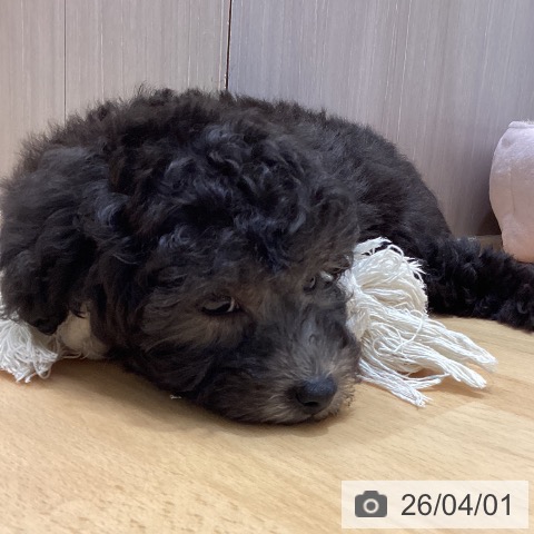 石川県のトイプードル(トイ) (ペットプラス 新小松店/2026年1月27日生まれ/女の子/シルバー)の子犬の3枚目の画像