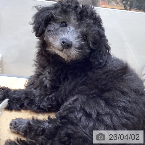 トイ・プードルの写真