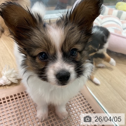 愛知県のパピヨン (ペットプラス 熱田店/2026年1月27日生まれ/女の子/ホワイトブラウン)の子犬の4枚目の画像