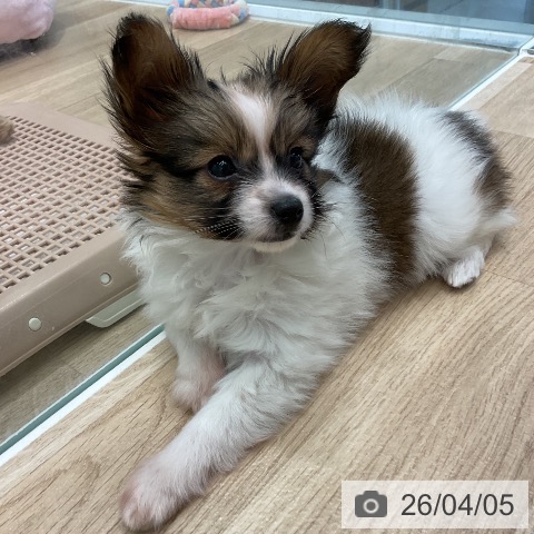 愛知県のパピヨン (ペットプラス 熱田店/2026年1月27日生まれ/女の子/ホワイトブラウン)の子犬の3枚目の画像