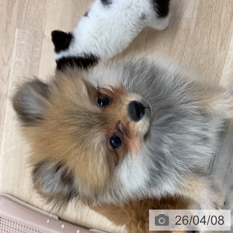 愛知県のポメラニアン (ペットプラス mozoワンダーシティ店/2026年1月28日生まれ/女の子/オレンジ)の子犬の4枚目の画像