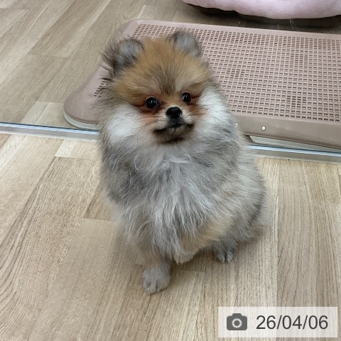 愛知県のポメラニアン (ペットプラス mozoワンダーシティ店/2026年1月28日生まれ/女の子/オレンジ)の子犬の3枚目の画像