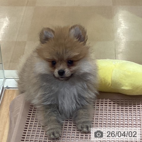 ポメラニアンの写真
