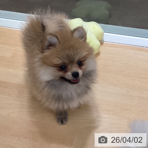 ポメラニアンの写真