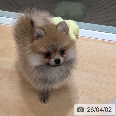 ポメラニアンの写真