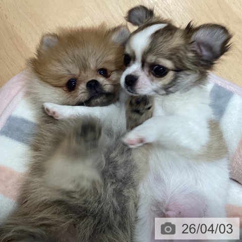 石川県のポメラニアン (ペットプラス 新小松店/2026年1月28日生まれ/女の子/オレンジ)の子犬の3枚目の画像