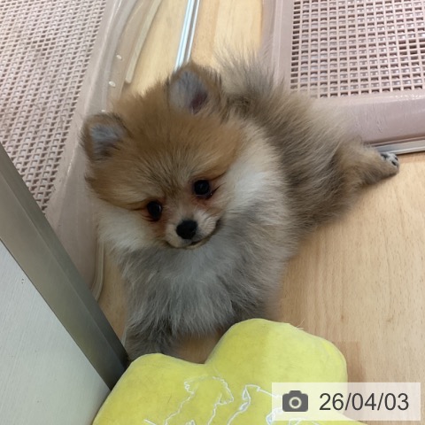 石川県のポメラニアン (ペットプラス 新小松店/2026年1月28日生まれ/女の子/オレンジ)の子犬の3枚目の画像