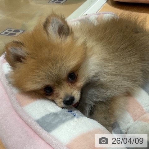 石川県のポメラニアン (ペットプラス 新小松店/2026年1月28日生まれ/女の子/オレンジ)の子犬の4枚目の画像