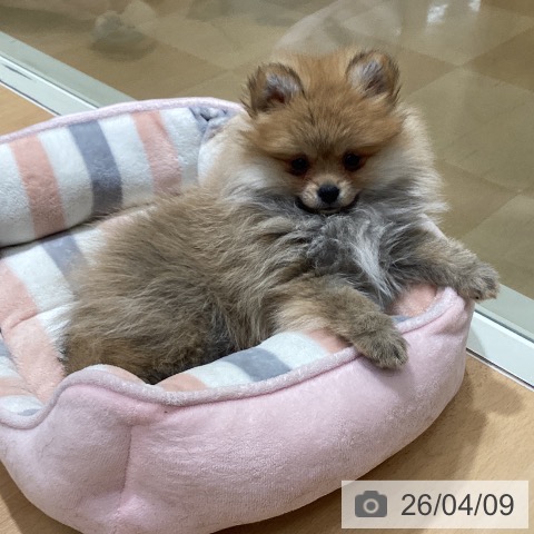 石川県のポメラニアン (ペットプラス 新小松店/2026年1月28日生まれ/女の子/オレンジ)の子犬の3枚目の画像