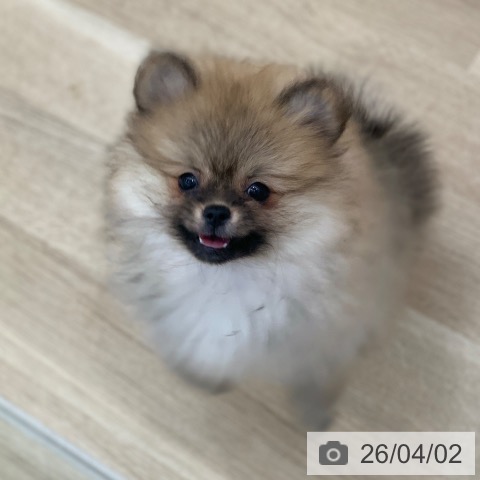 ポメラニアンの写真