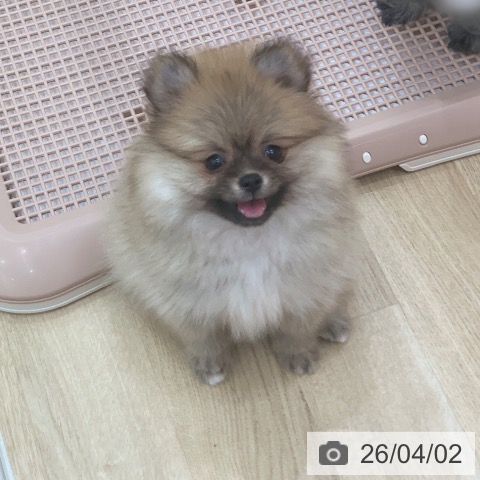 ポメラニアンの写真