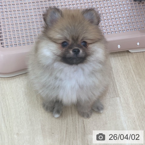 ポメラニアンの写真