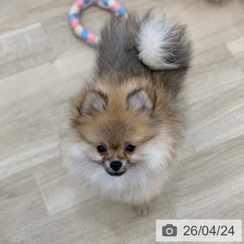 岐阜県のポメラニアン (ペットプラス 光ケ丘店/2026年1月28日生まれ/女の子/オレンジセーブル)の子犬の4枚目の画像