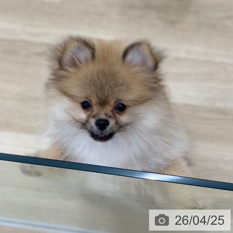 岐阜県のポメラニアン (ペットプラス 光ケ丘店/2026年1月28日生まれ/女の子/オレンジセーブル)の子犬の3枚目の画像