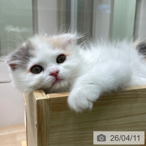 愛知県のスコティッシュフォールド (ペットプラス 則武新町店/2026年1月25日生まれ/女の子/ダイリュートキャリコ)の子猫の3枚目の画像