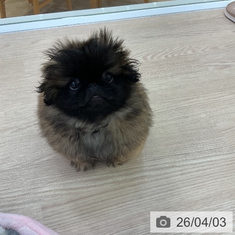 ペキニーズの写真