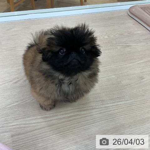 ペキニーズの写真