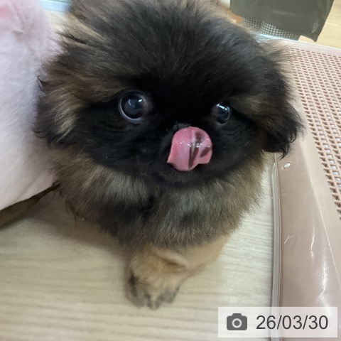 愛知県のペキニーズ (ペットプラス ナゴヤドーム前店/2026年1月20日生まれ/女の子/レッドブラックマスク)の子犬の4枚目の画像