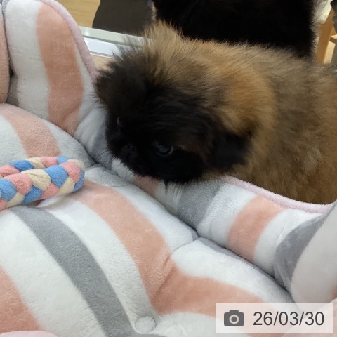 愛知県のペキニーズ (ペットプラス ナゴヤドーム前店/2026年1月20日生まれ/女の子/レッドブラックマスク)の子犬の3枚目の画像