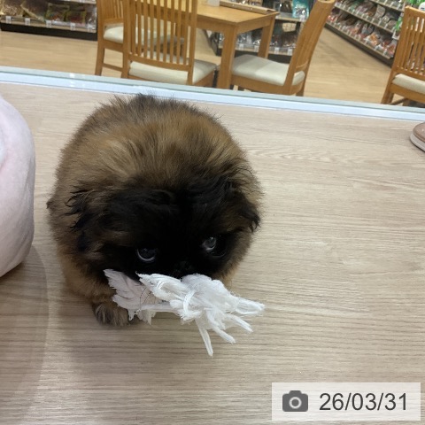 愛知県のペキニーズ (ペットプラス ナゴヤドーム前店/2026年1月20日生まれ/女の子/レッドブラックマスク)の子犬の4枚目の画像