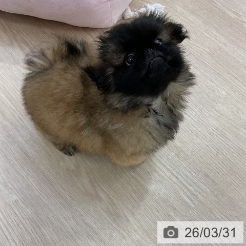 愛知県のペキニーズ (ペットプラス ナゴヤドーム前店/2026年1月20日生まれ/女の子/レッドブラックマスク)の子犬の3枚目の画像