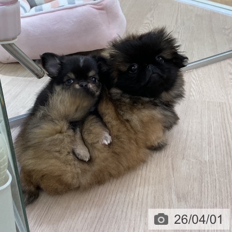 愛知県のペキニーズ (ペットプラス ナゴヤドーム前店/2026年1月20日生まれ/女の子/レッドブラックマスク)の子犬の3枚目の画像