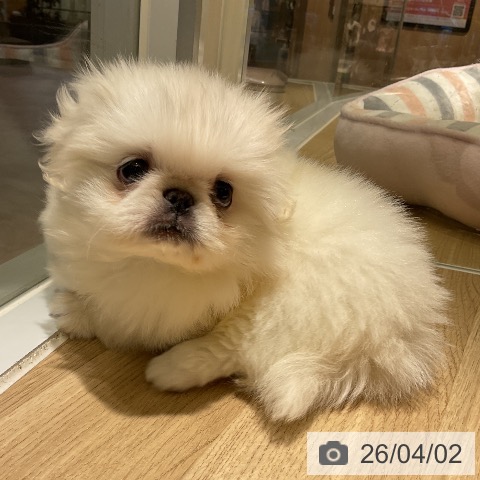 愛知県のペキニーズ (ペットプラス イオンモール豊川店/2026年1月28日生まれ/男の子/ホワイト)の子犬の3枚目の画像